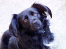 Our dog Cicciola